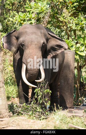 Ein Elefantenbulle im Busch in Pinnawela Elefantenwaisenhaus Kegalle Rambukkana unterwegs in Rambukkana, Sri Lanka.  Das Waisenhaus Stockfoto