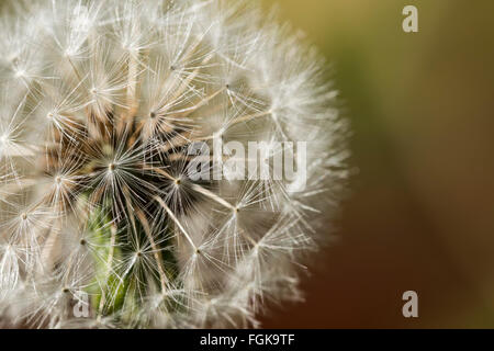 Löwenzahn Samen Kopf Nahaufnahme. Stockfoto
