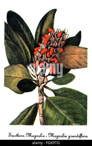 Magnolia Grandiflora, von Mary Vaux Walcott Stockfoto