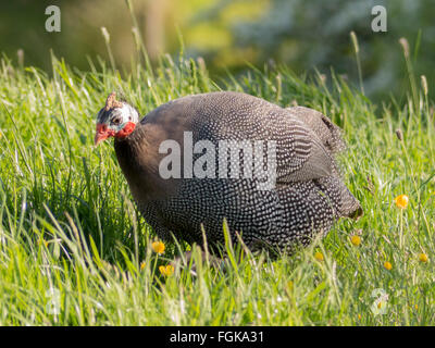 Die behelmte Perlhühner, eine afrikanische Fasanenartige. Strömen Sie, dass Leben Wild in Yorkshire. Familie: Phasianidae Ordnung: Hühnervögel Stockfoto