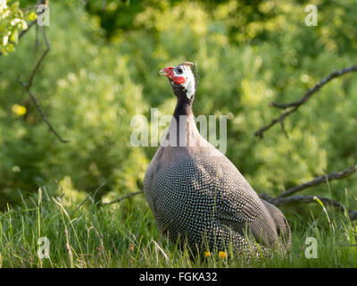 Die behelmte Perlhühner, eine afrikanische Fasanenartige. Strömen Sie, dass Leben Wild in Yorkshire. Familie: Phasianidae Ordnung: Hühnervögel Stockfoto