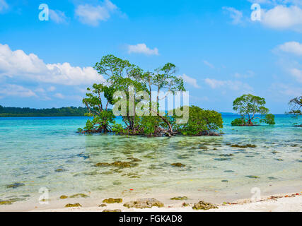 Mangrove-Vegetation an Vijay Nagar Meeresküste in Havelock Island, Andamanen, Indien Stockfoto