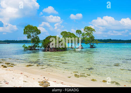 Mangrove-Vegetation an Vijay Nagar Meeresküste in Havelock Island, Andamanen, Indien Stockfoto