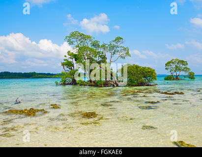 Mangrove-Vegetation an Vijay Nagar Meeresküste in Havelock Island, Andamanen, Indien Stockfoto