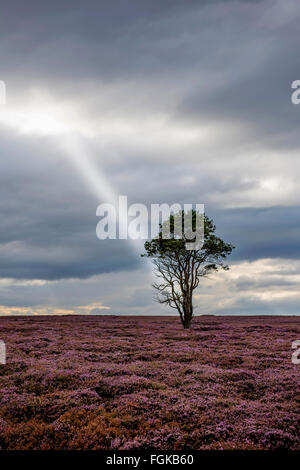 Föhren über Goathland umgeben von Heide, wird der Baum in "The Sentinel" oder "Einsame Baum" genannt. Stockfoto