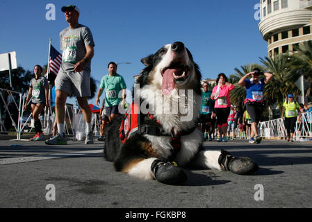 Tampa, Florida, USA. 20. Februar 2016. DOUGLAS R. CLIFFORD | Times.Desiree Rincons Australian Shepherd, Roxie, Pausen kurz nach Abschluss der 15 K während Gasparilla Abstand Classic mit Rincon am Samstag öffnen (20.02.16) in Tampa. Roxie, Service-Hund hilft Rincon, die eine Bedingung hat die plötzliche Anfälle auslösen können. © Douglas R. Clifford/Tampa Bucht Mal / ZUMA Draht/Alamy Live News Stockfoto