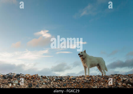 Weißer Hund am Strand von Cuckmere Haven, East Sussex, England. South Downs National Park. Stockfoto