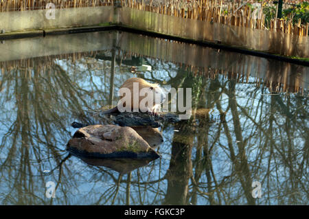Nutria, Biber, brummeln, Biberratte Stockfoto