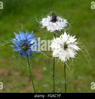 Schwarzkuemmel, Nigella; Sativa Stockfoto