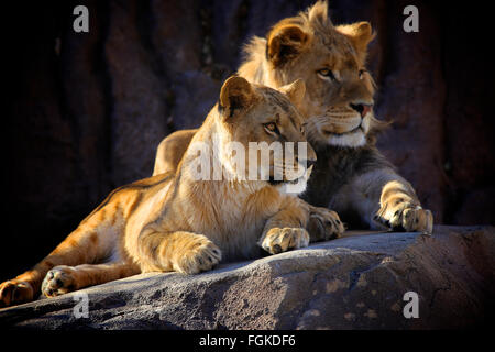 Zwei junge afrikanische Löwen auf Felsen sitzend Stockfoto