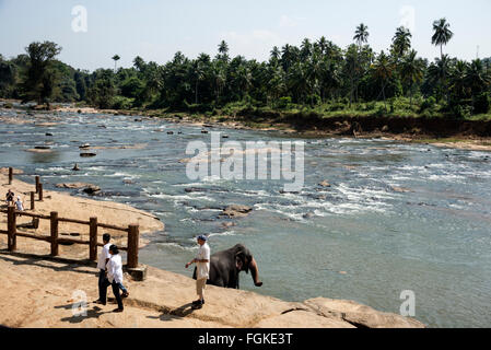 Ein einsamer Elefant im nahegelegenen Fluss Maha Oya aus das Pinnawela-Elefantenwaisenhaus in Sri Lanka Stockfoto