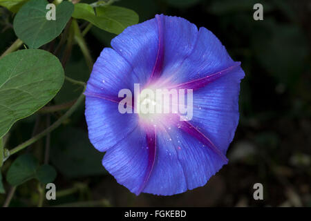 Trichterwinde Ipomoea purpurea Stockfoto