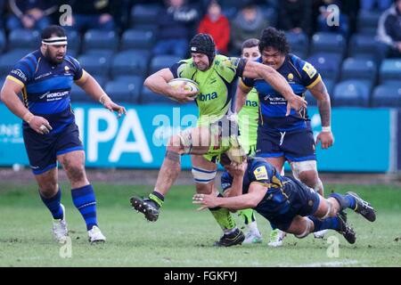 Sixways Stadium, Worcester, UK. 20. Februar 2016. Aviva Premiership. Worcester Warriors versus Verkauf Haie. Sale Sharks Nummer 8 Josh Beaumont läuft mit dem Ball. Bildnachweis: Aktion Plus Sport/Alamy Live-Nachrichten Stockfoto