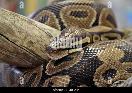 Ein Netzpython auf dem Display während eines Besuchs von exotischen Tieren in einer UK-High-School. Stockfoto
