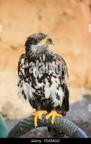 Steinadler (Aquila Chrysaetos) - große Raubvogel. Stockfoto