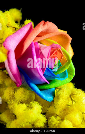 Mimosen und mehrfarbige Rose auf schwarzem Hintergrund Stockfoto