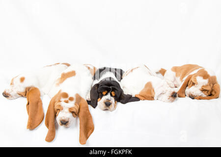 Eine schwarze Tri farbige Basset Hound Welpen schlafen in einer Linie mit vier roten und weißen Stockfoto