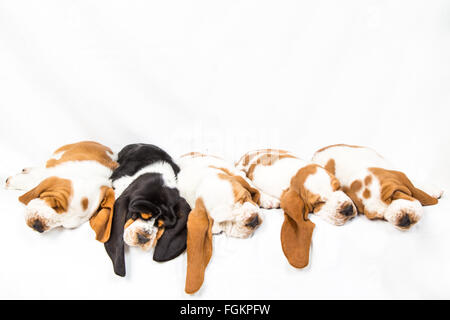 Eine schwarze Tri farbige Basset Hound Welpen schlafen in einer Linie mit vier roten und weißen Stockfoto