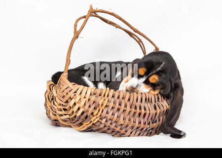 Acht Wochen schläft schwarz Tricolor Basset Hound Welpen im Korb auf weißem Hintergrund Stockfoto