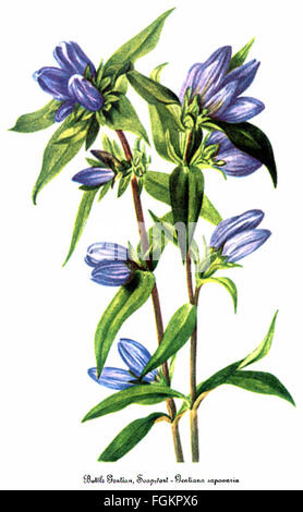 Gentiana Saponaria, von Mary Vaux Walcott Stockfoto