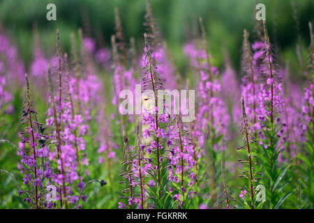 Rosebay Weidenröschen (Chamerion Angustifolium) Pflanzen in Blüte. Ein dichtes Patch rosa Blüten einer großen Anlage Stockfoto