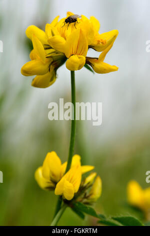 Mehr Vogel's – Foot Trefoil (Lotus Pedunculatus). Eine gelb blühende Pflanze in der Erbse Familie (Fabaceae) mit einer Fliege ruhen Stockfoto