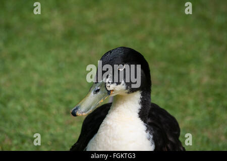 Schwarze schwedische Ente schaut in die Kamera, übersichtliche Grasgrün Hintergrund. Stockfoto