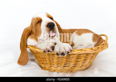 verschlafene acht Wochen alten Basset Hound Welpen bekommen ein bisschen groß für seinen Korb ragt seine Zunge Stockfoto