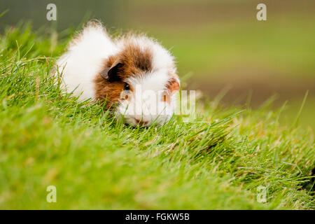 Das Meerschweinchen ist auch bekannt als ein Cavia und ist ein beliebtes Haustier in Großbritannien. Sie wurden seit dem 17. in biologische Experimente benutzt. Stockfoto