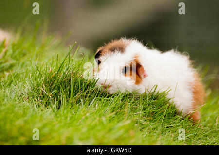 Das Meerschweinchen ist auch bekannt als ein Cavia und ist ein beliebtes Haustier in Großbritannien. Sie wurden seit dem 17. in biologische Experimente benutzt. Stockfoto