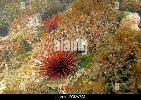 Seeigel in Laguna Beach, Kalifornien Unterwasser Riff Stockfoto