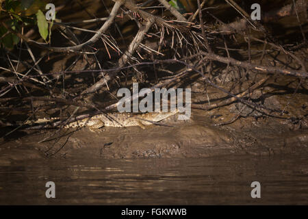 Amerikanische Krokodil, Crocodylus acutus, auf dem schlammigen Mangrovenwald Boden neben Rio Grande in der Provinz Cocle, Republik Panama. Stockfoto