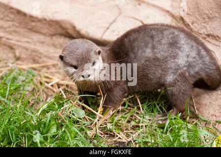 Bekannt als asiatische Fischotter oder orientalische kleine krallte Otter Stockfoto