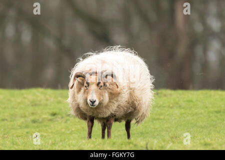 Schafe schüttelt aus Fuzz und Flusen. Schwärme von Haaren fliegen in die Luft. Es ist fast Frühling, dann wird die Wolle dieser Schafe Stockfoto