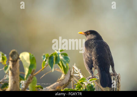 Gemeinsame oder eurasische Amsel (Turdus Merula) thront auf Holz, Blick in die Sonnenlicht als die Sonne untergeht. Stockfoto