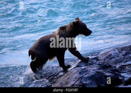 Alaskan Braunbär im Russian River auf der Kenai-Halbinsel Stockfoto