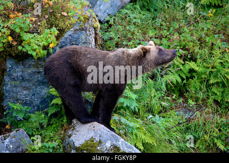 Grizzly Bear balancieren auf Felsen im Redoubt Bay, Alaska Stockfoto