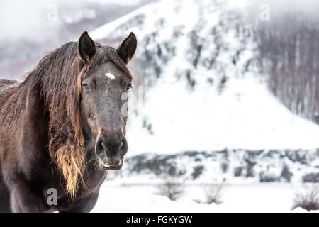 Braune Pferd mit lange schwarze und blonde Haare auf dem Schnee Stockfoto