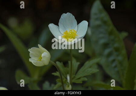 Mountain Avens Dryas Octopetala, im Garten wachsen Stockfoto