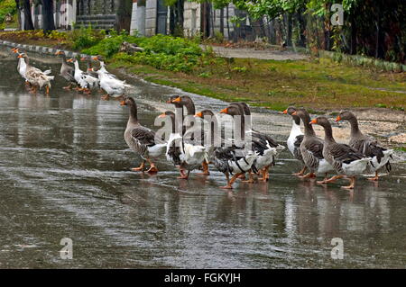 Gruppe von viele Hausenten zurück in den Regen zu Hause Stockfoto