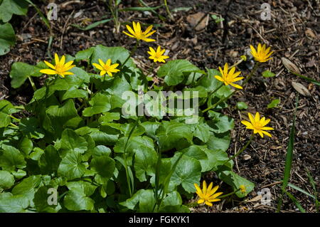 Gelbe Blüte Blume im Frühjahr umgeben von grünen Grashalm, Bulgarien Stockfoto