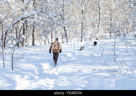 Ein Mann und seine Hunde an einem Wintertag Fuß auf einem tief Schnee bedeckten Waldweg Stockfoto