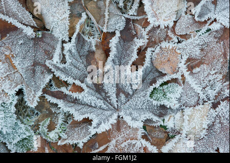 Starkem Frost Kristalle auf gefallenen Ahorn Blätter, Cascade Mountains, Washington, winter Stockfoto