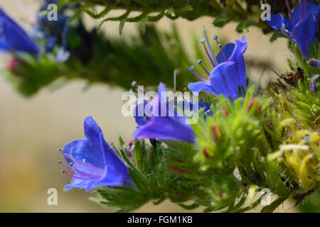 Viper's Bugloss (Echium Vulgare) hautnah. Blaue Blumen auf einer grob behaart Pflanze in Blüte an der britischen Küste. Stockfoto