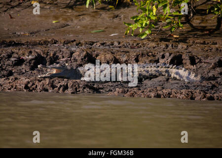 Amerikanische Krokodil, Crocodylus acutus, neben Rio Grande in der Nähe der Pazifikküste, Provinz Cocle, Republik Panama. Stockfoto