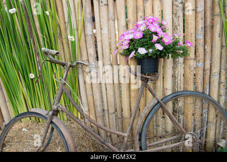 Vintage altes Fahrrad mit Blumen im Topf Stockfoto