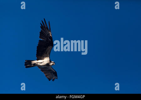 Fischadler, Pandion haliaetus, über Rio Grande, Provinz Cocle, Republik Panama fliegen. Stockfoto