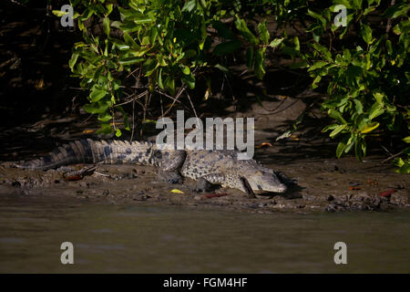 Amerikanische Krokodil, Crocodylus acutus, neben Rio Grande in der Provinz Cocle, Republik Panama. Stockfoto