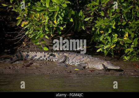 Amerikanische Krokodil, Crocodylus acutus, neben Rio Grande in der Provinz Cocle, Republik Panama. Stockfoto