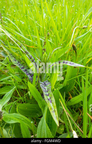 Gemeinsamen entdeckt Orchidee (Dactylorhiza Fuchsii) auf ein Naturschutzgebiet in Herefordshire Landschaft wachsen Stockfoto